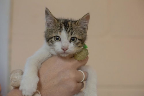 Sadie, an adoptable Domestic Short Hair in Mountain Home, AR