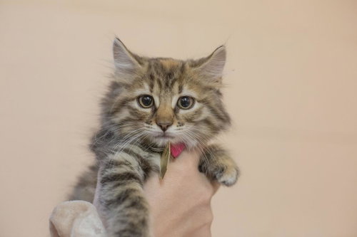 Missy, an adoptable Domestic Long Hair in Mountain Home, AR