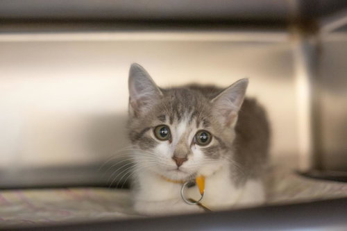 Meowzer, an adoptable Domestic Short Hair in Mountain Home, AR