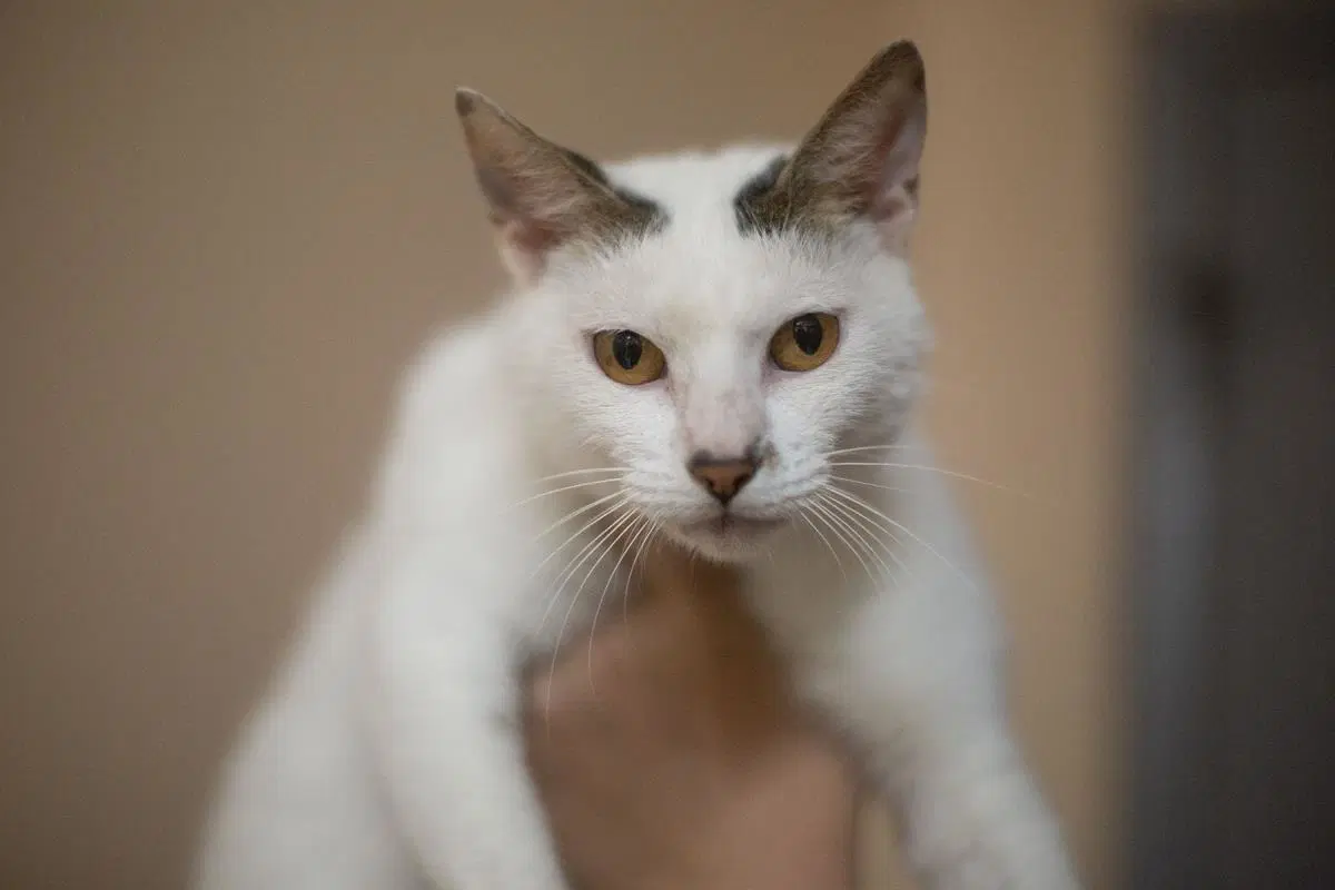 Chairman Meow - Domestic Short Hair