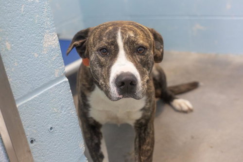 Bubba, an adoptable Pit Bull Terrier in Mountain Home, AR