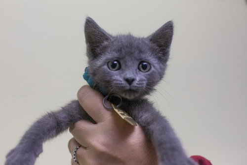 Ollie, an adoptable Russian Blue in Mountain Home, AR