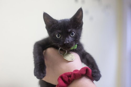 Raymond, an adoptable Domestic Short Hair in Mountain Home, AR