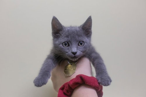 Rylie, an adoptable Russian Blue in Mountain Home, AR