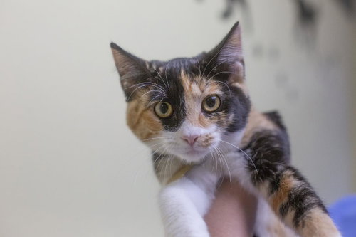 Sookie, a cat for adoption from Humane Society of North Central Arkansas