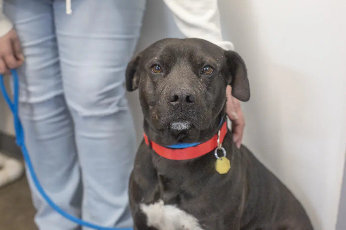 Capone - Pit Bull Terrier