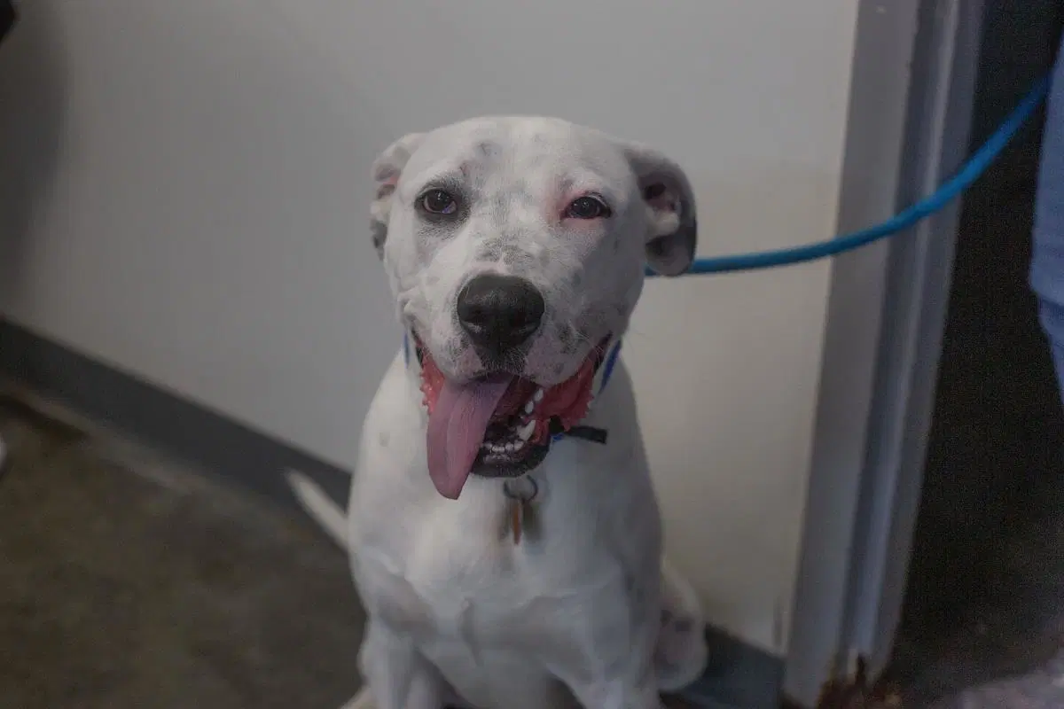 Queso - Dalmatian