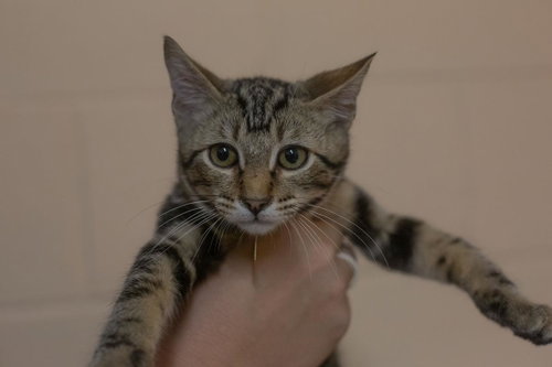 Chai, a cat for adoption from Humane Society of North Central Arkansas