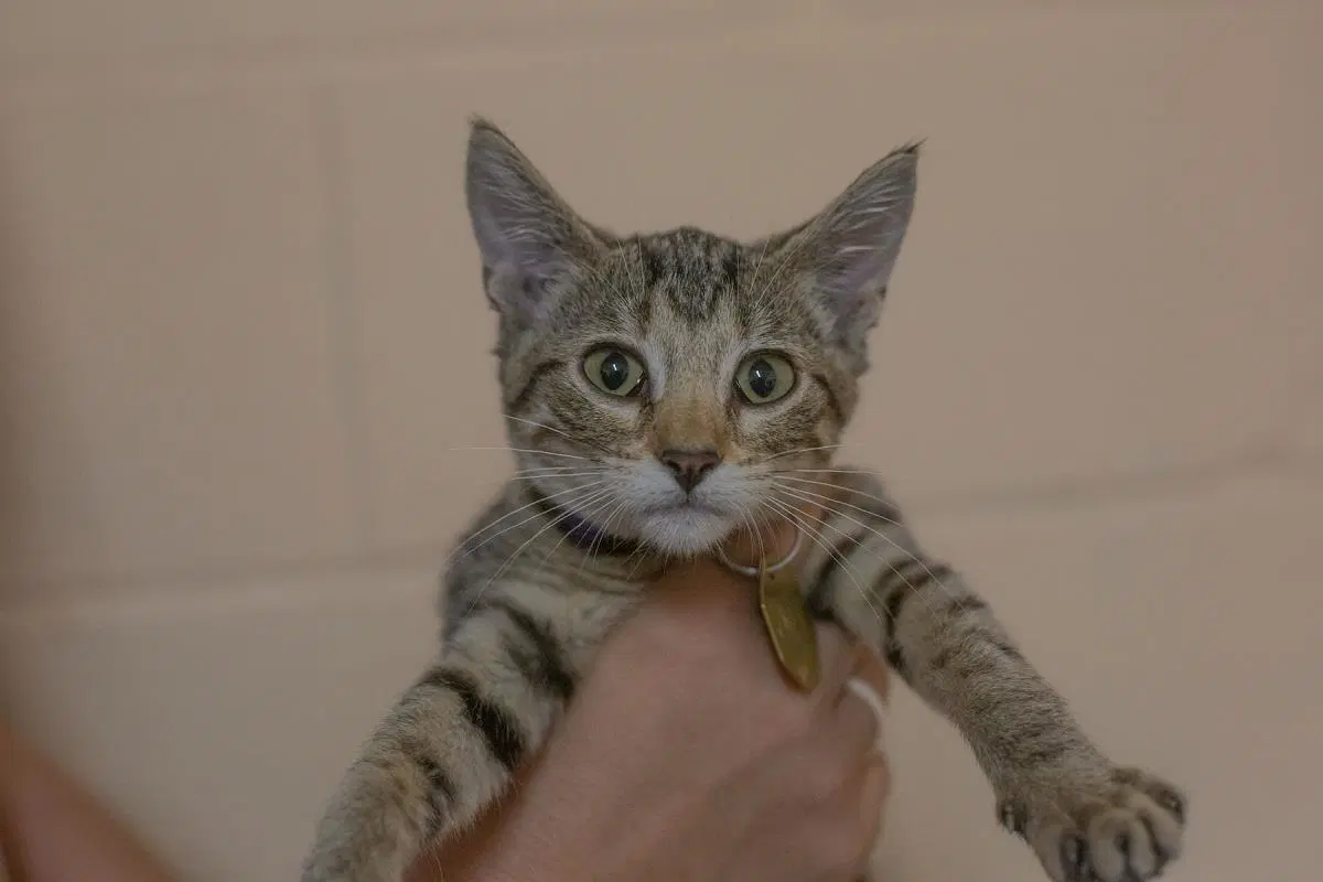 Jasmine - Domestic Short Hair