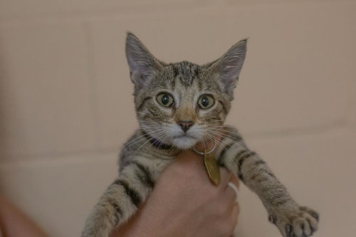 Jasmine, a cat for adoption from Humane Society of North Central Arkansas