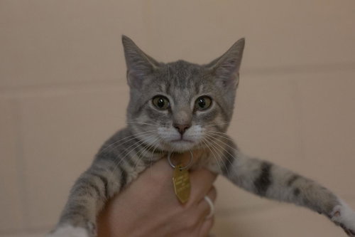 Chamomile, a cat for adoption from Humane Society of North Central Arkansas