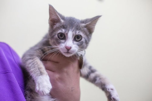 Herbal, a cat for adoption from Humane Society of North Central Arkansas