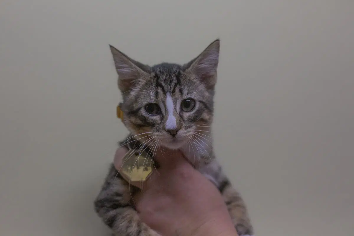 Tandoori - Domestic Short Hair