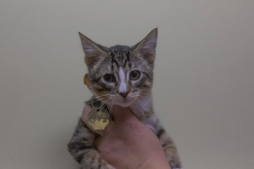 Tandoori, a cat for adoption from Humane Society of North Central Arkansas