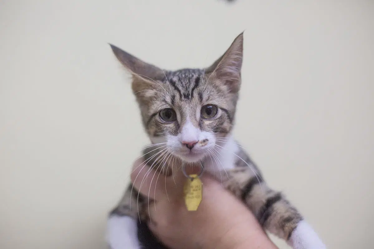Masala - Domestic Short Hair
