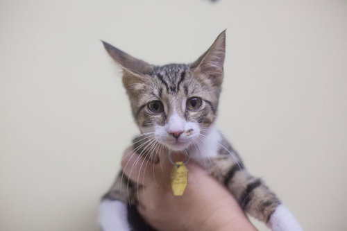 Masala, a cat for adoption from Humane Society of North Central Arkansas