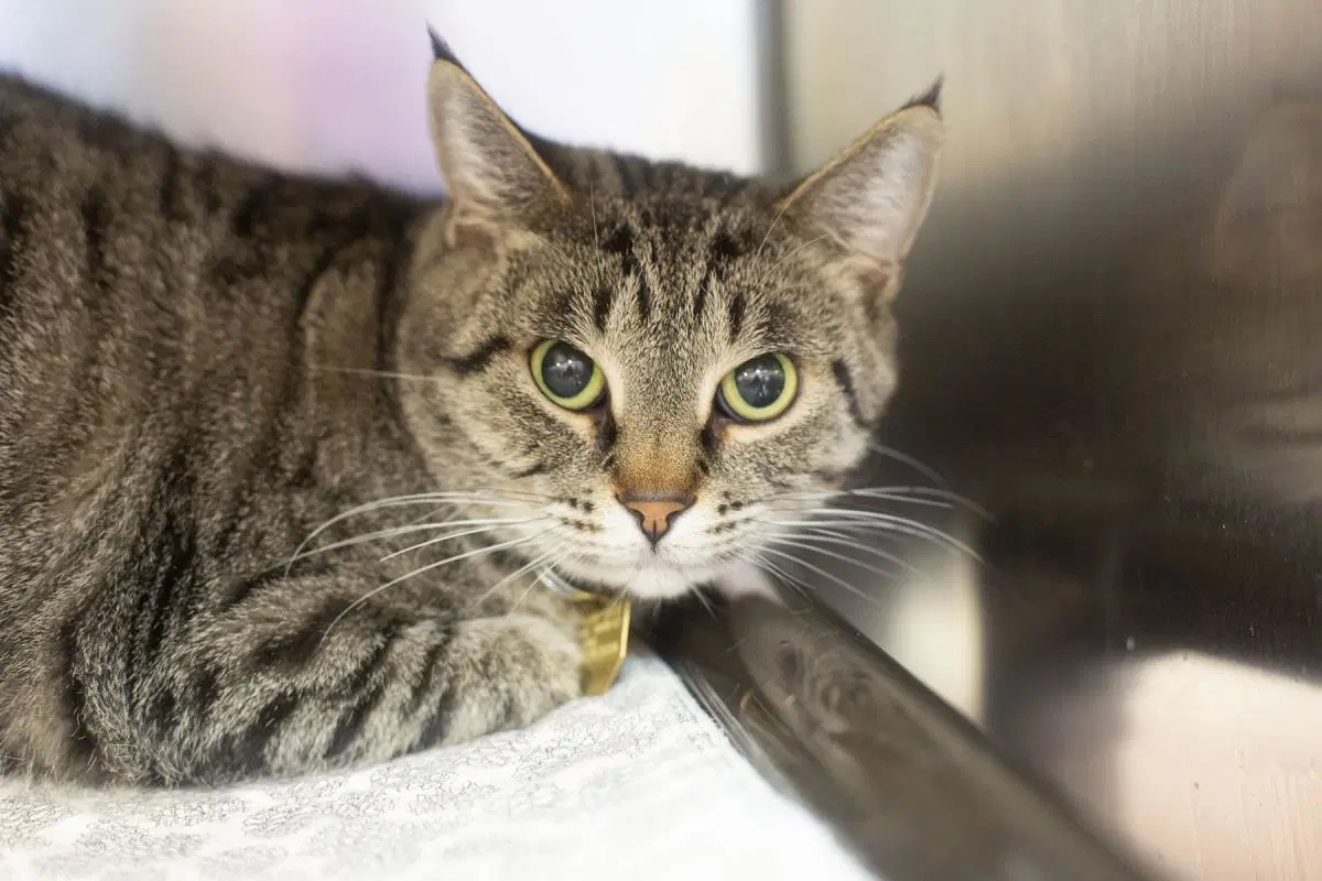 Sugar - Domestic Short Hair