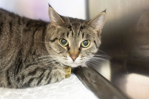 Sugar, a cat for adoption from Humane Society of North Central Arkansas