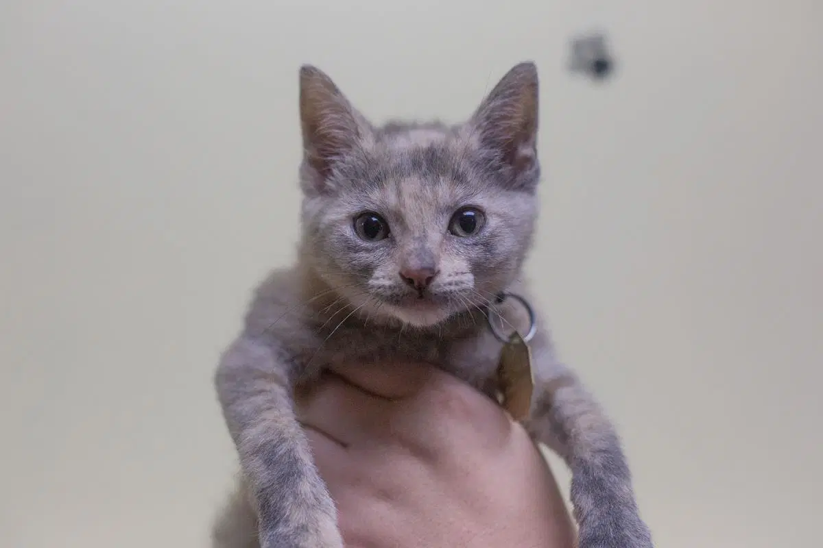 Alma - Domestic Short Hair