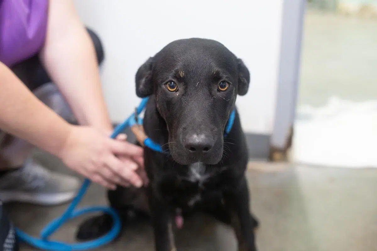 Nutty Buddy - Labrador Retriever