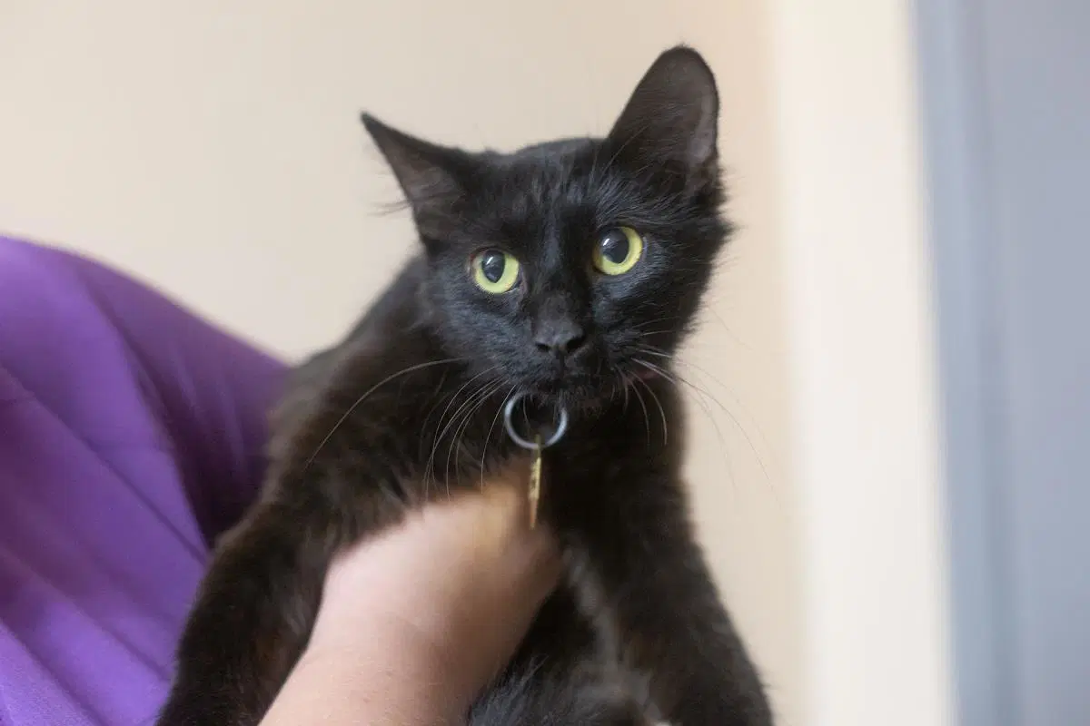 Floffy - Domestic Long Hair