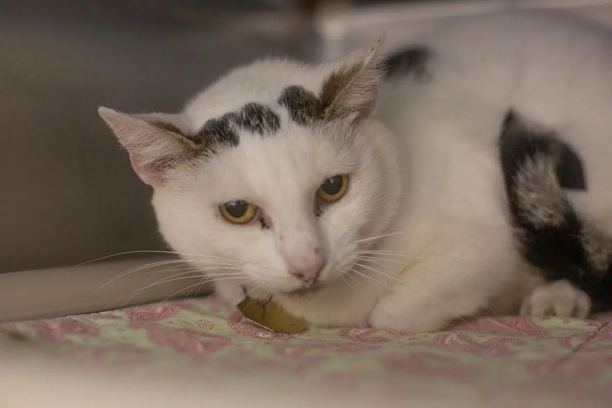 Patches - Domestic Short Hair