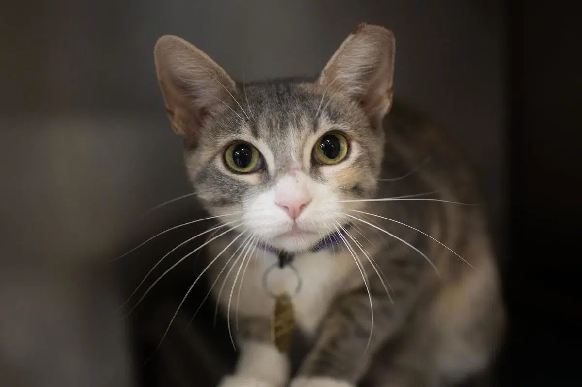 Echo - Domestic Short Hair