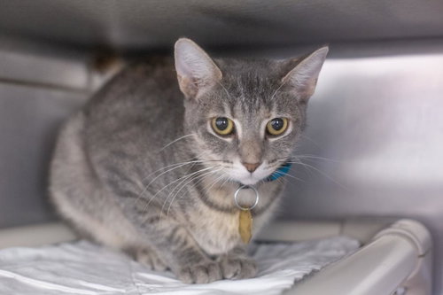 Pixel, a cat for adoption from Humane Society of North Central Arkansas