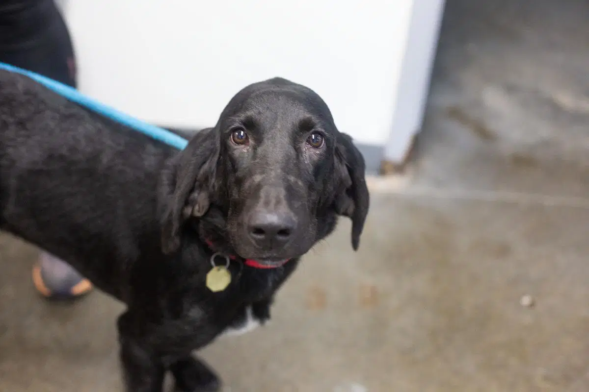 Molly - Bloodhound