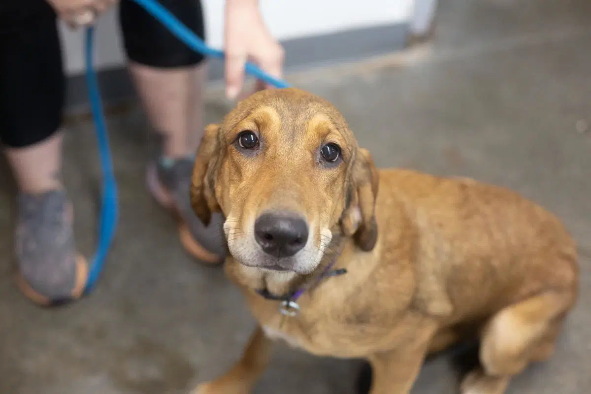 Hallie - Bloodhound