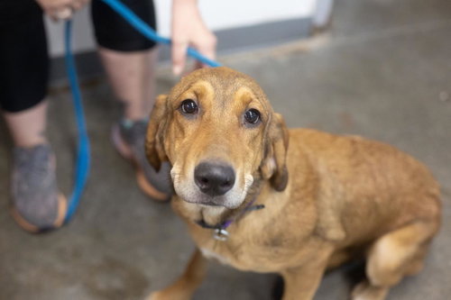 Hallie, a dog for adoption from Humane Society of North Central Arkansas