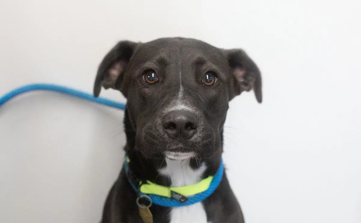 Tamera - Labrador Retriever