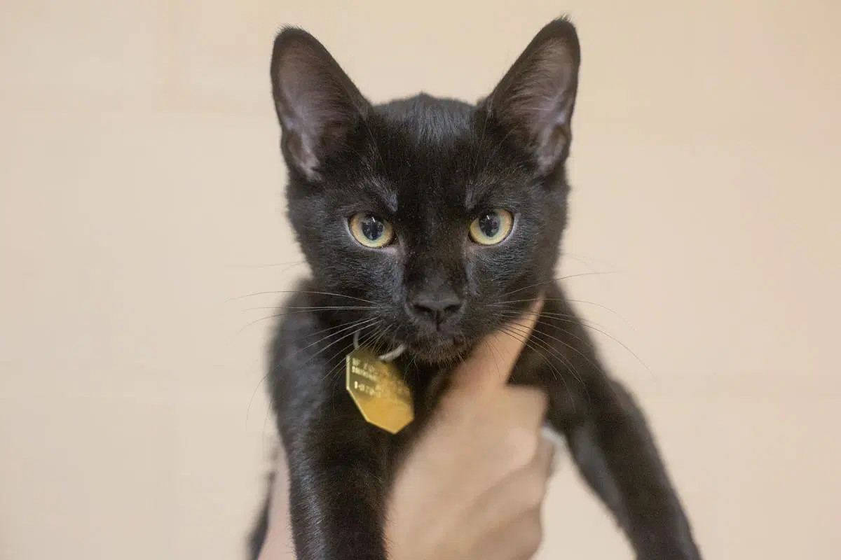 Dude - Domestic Short Hair
