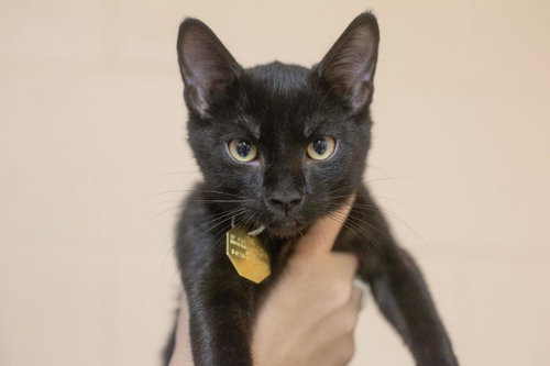 Dude, a cat for adoption from Humane Society of North Central Arkansas