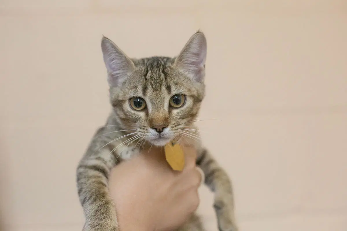 Izzy - Domestic Short Hair