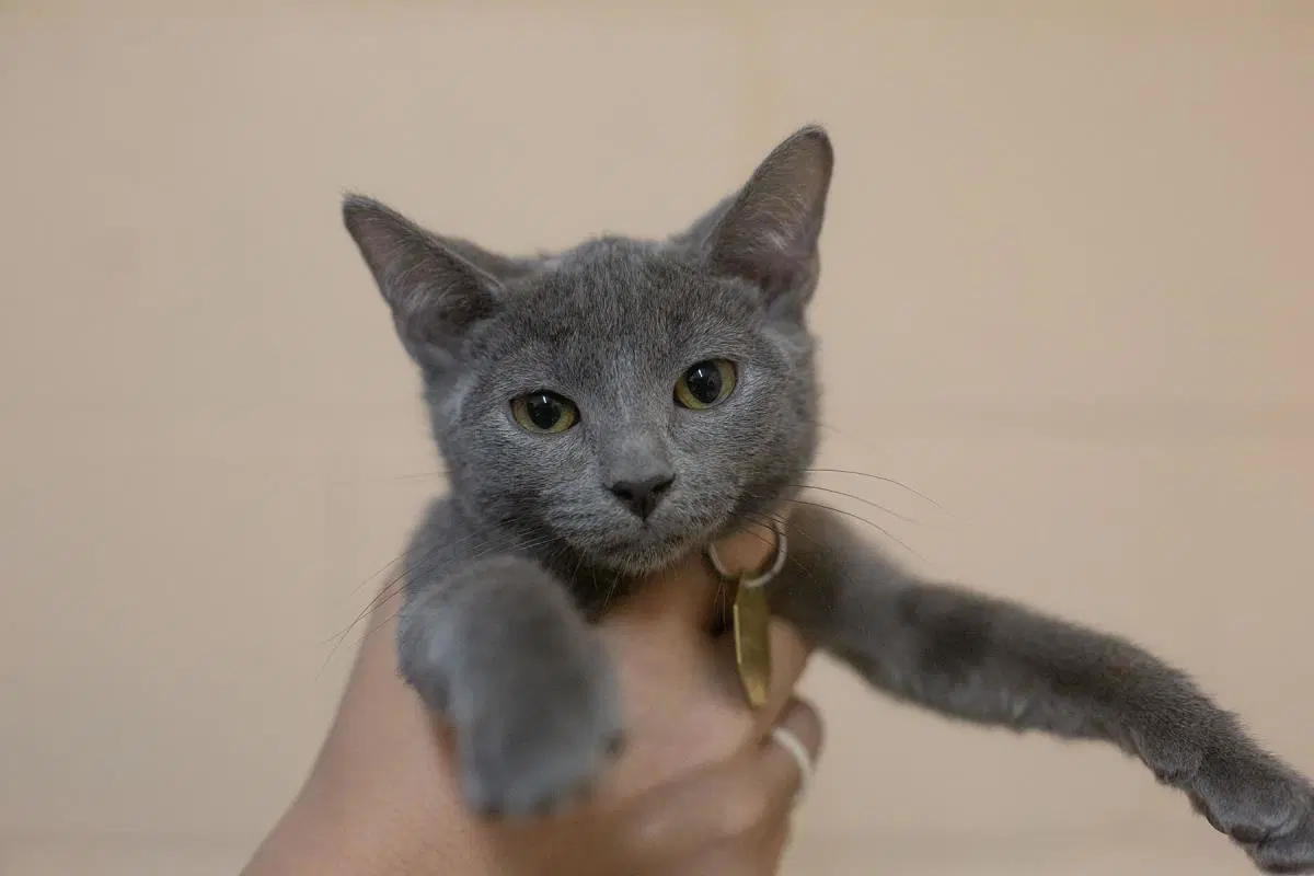 Flora - Domestic Short Hair