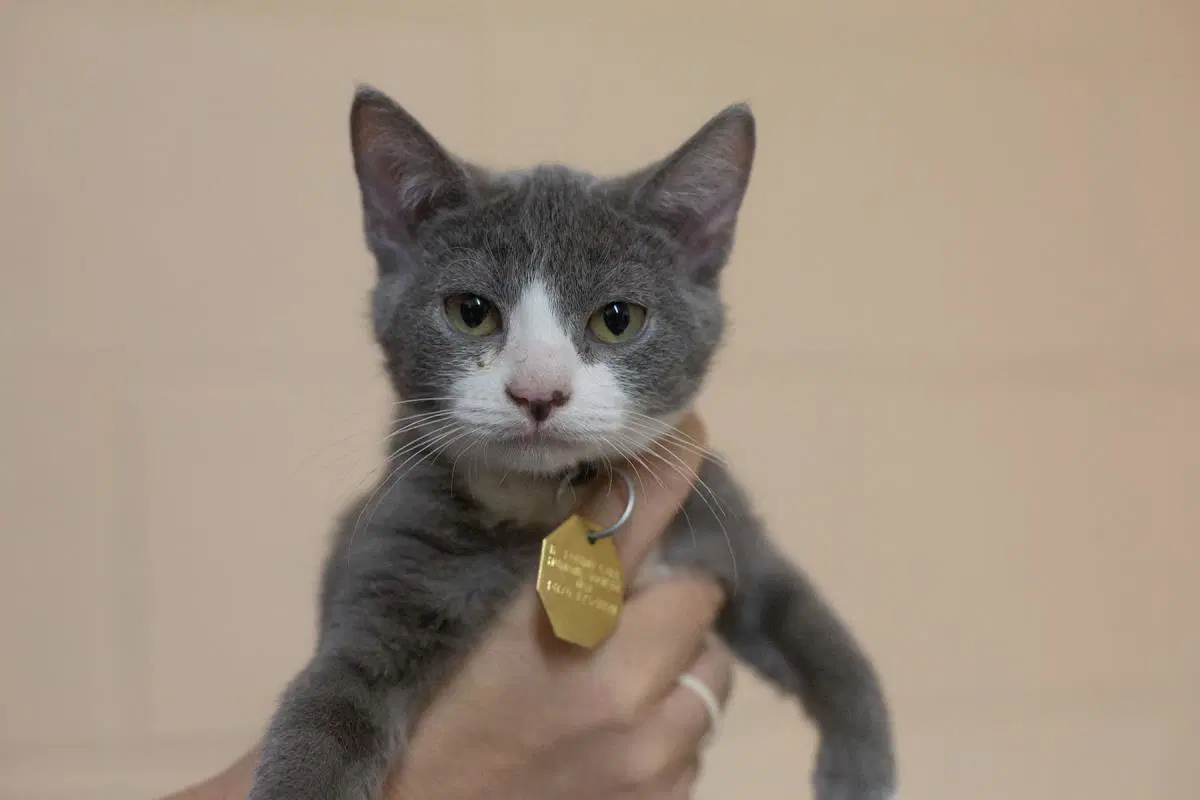 Aspen - Domestic Short Hair