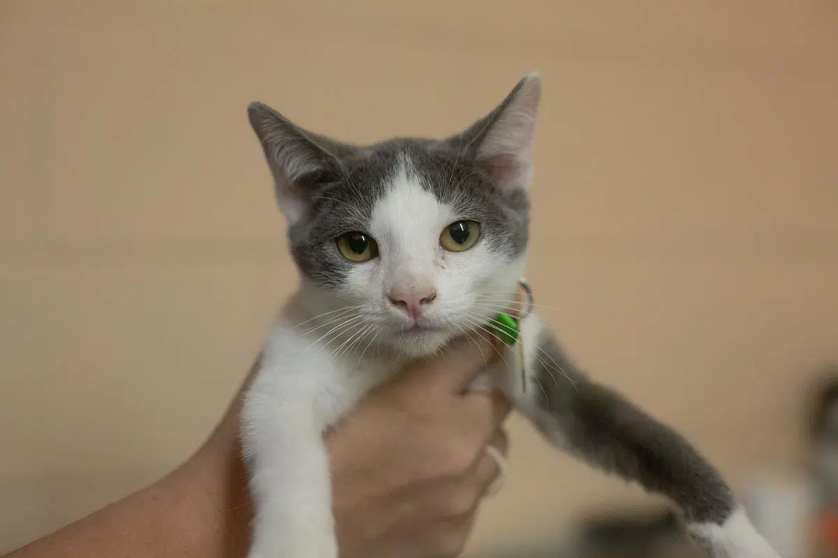 Kaya - Domestic Short Hair