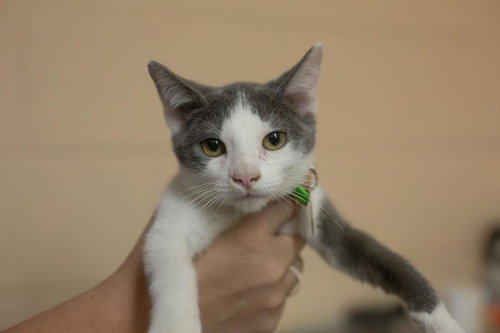 Kaya, a cat for adoption from Humane Society of North Central Arkansas