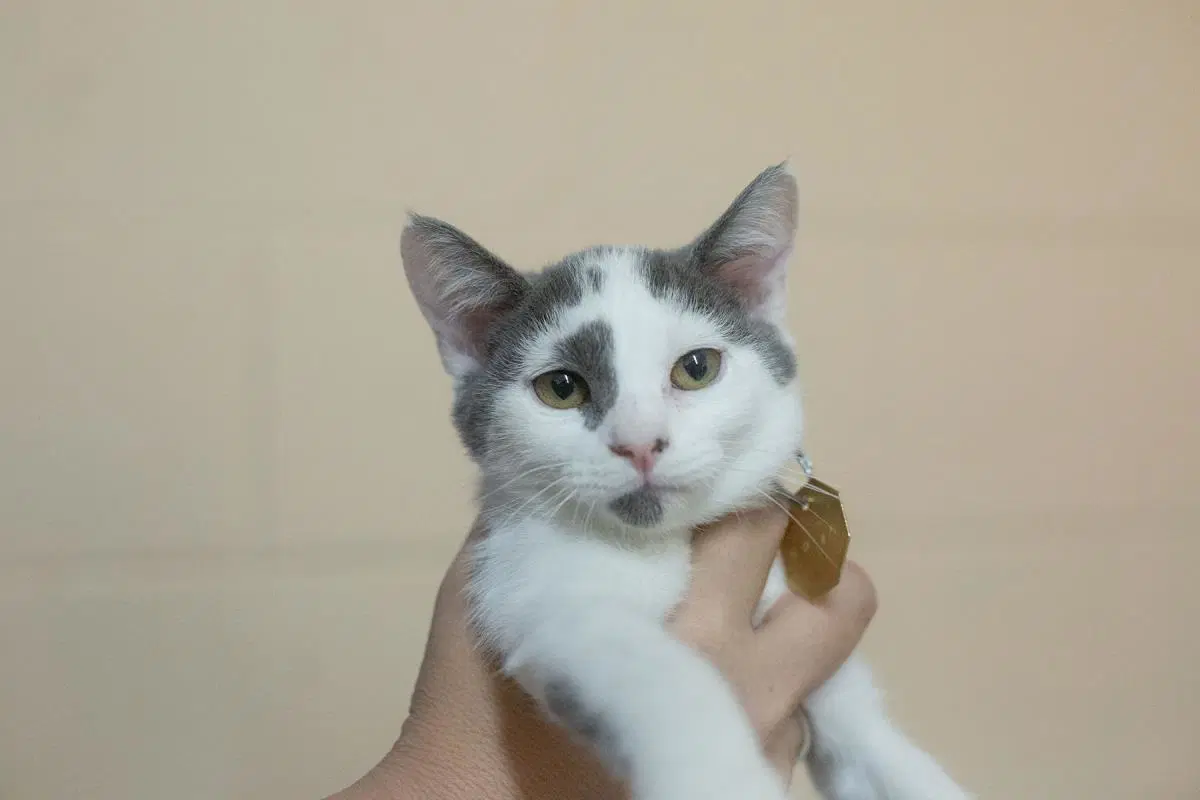 Poise - Domestic Short Hair
