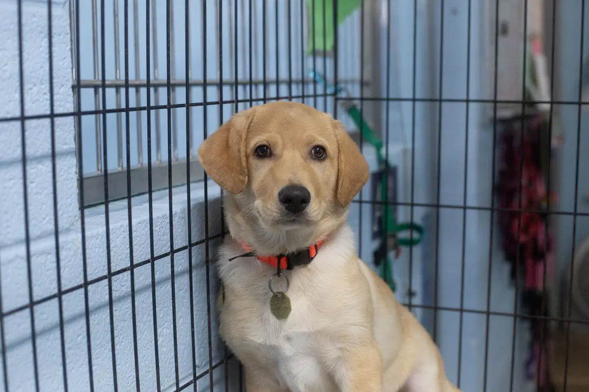 Teddy - Labrador Retriever