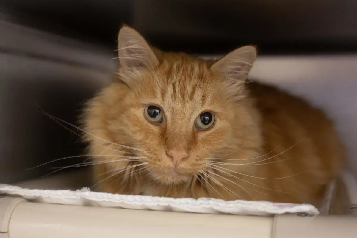 Charlie - Domestic Long Hair