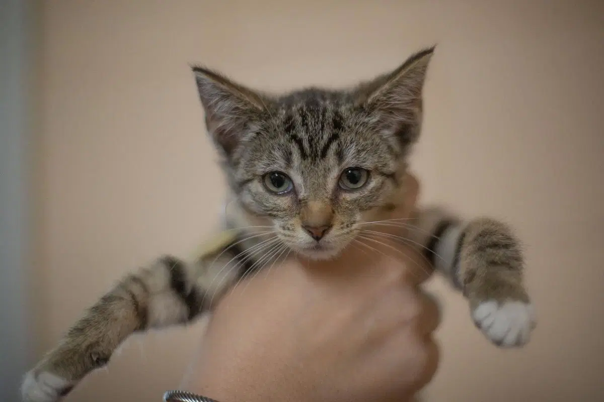 Forrest Promethius - Domestic Short Hair