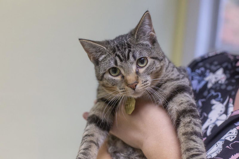 Forrest, a young male cat up for adoption