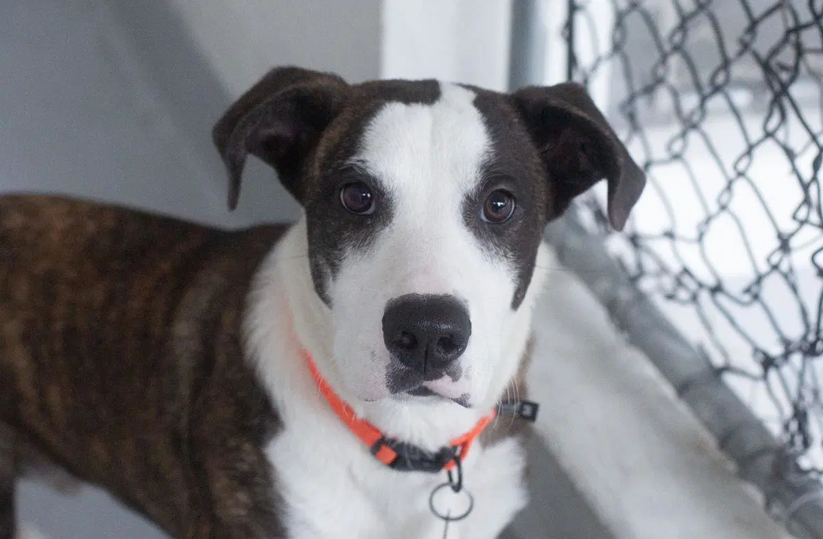 Benny - Pit Bull Terrier