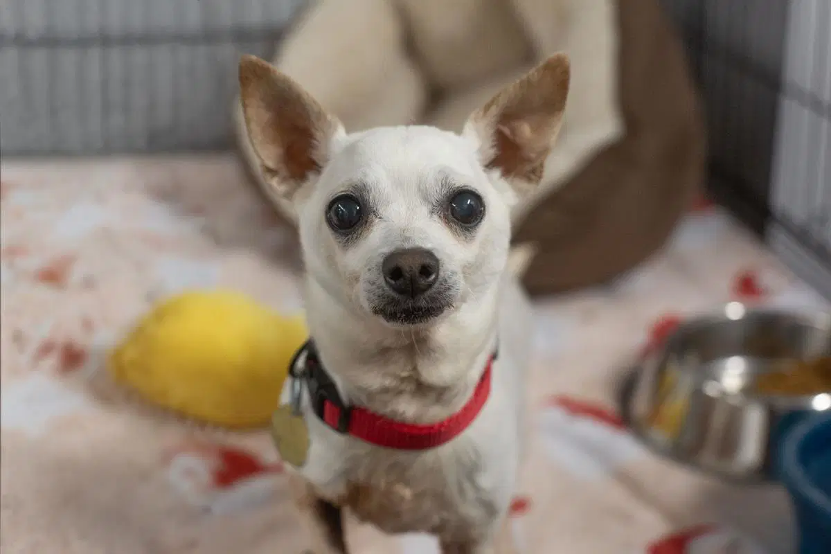 Poncho - Chihuahua