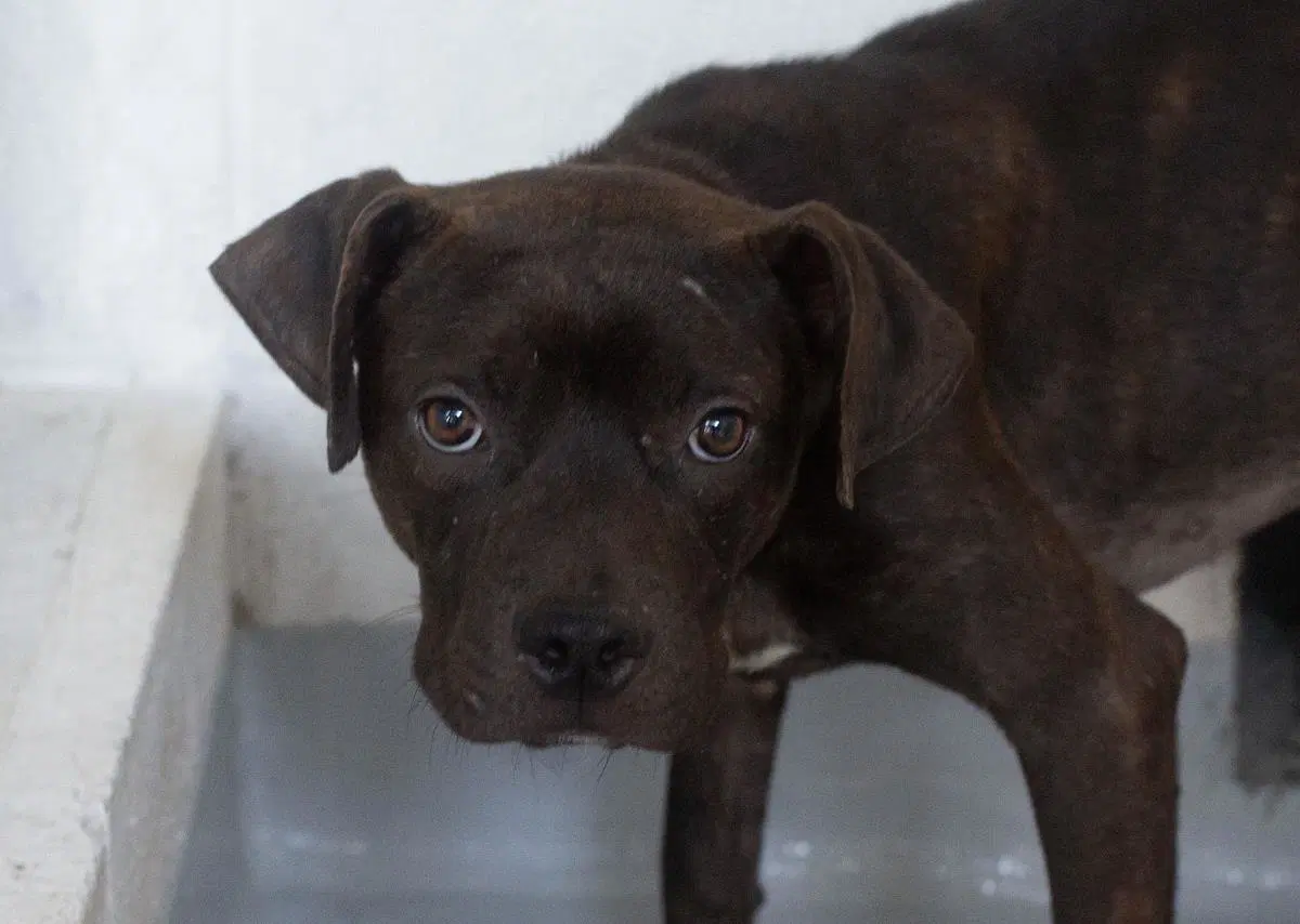 Cosmo - Pit Bull Terrier