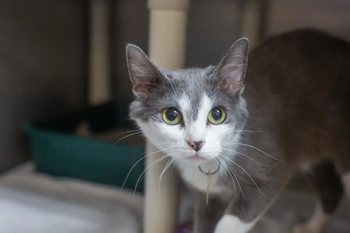 Zeb - Domestic Medium Hair