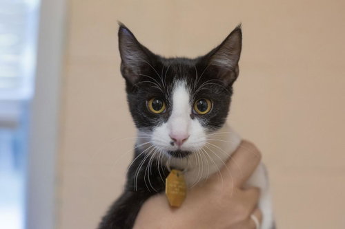 Spam, a cat for adoption from Humane Society of North Central Arkansas