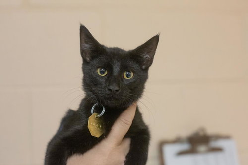 Lola, a cat for adoption from Humane Society of North Central Arkansas